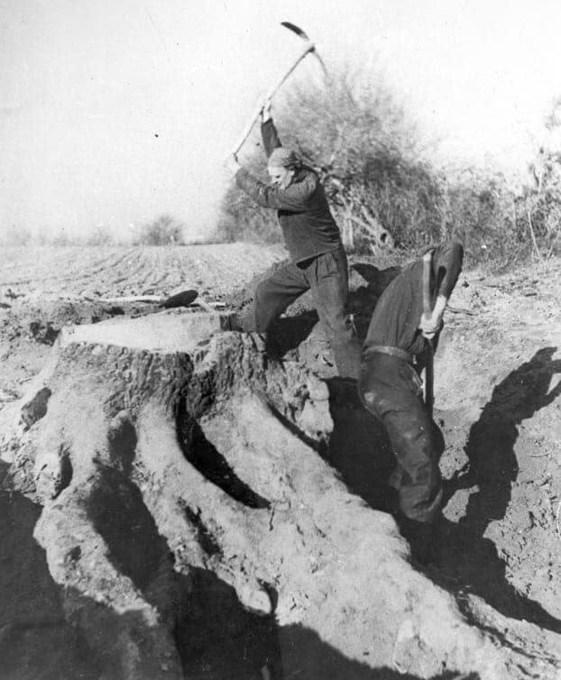 Lanza del Vasto - Tournier, 1948 : tree stump.